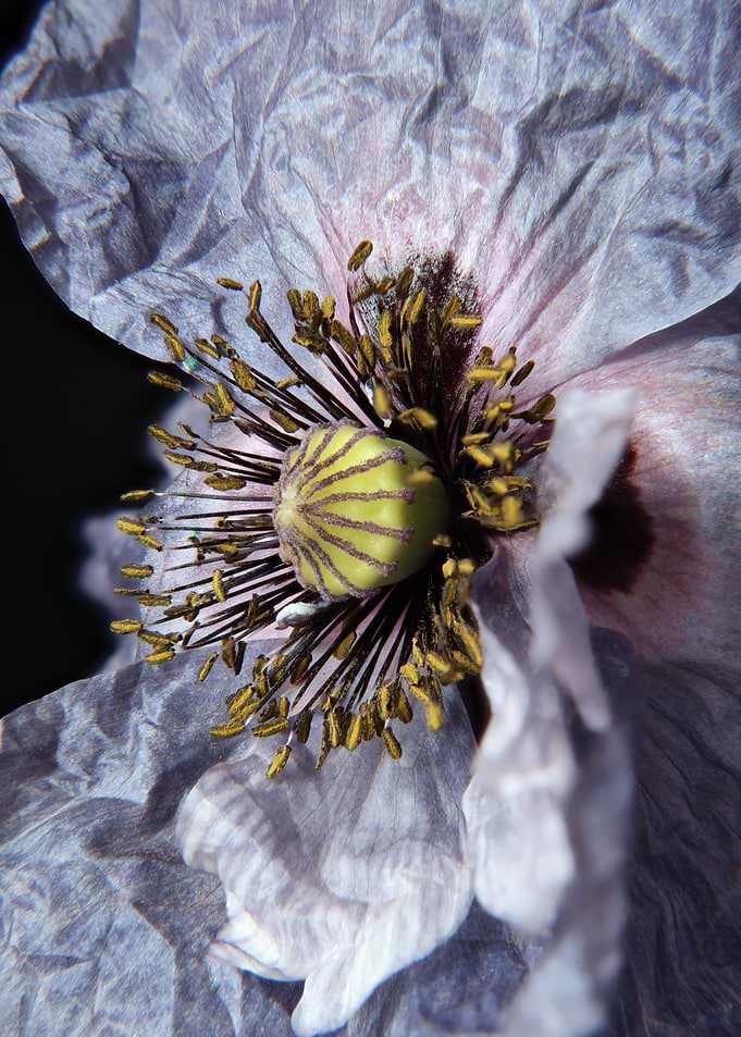 Macro Close-up of a Purple Poppy
