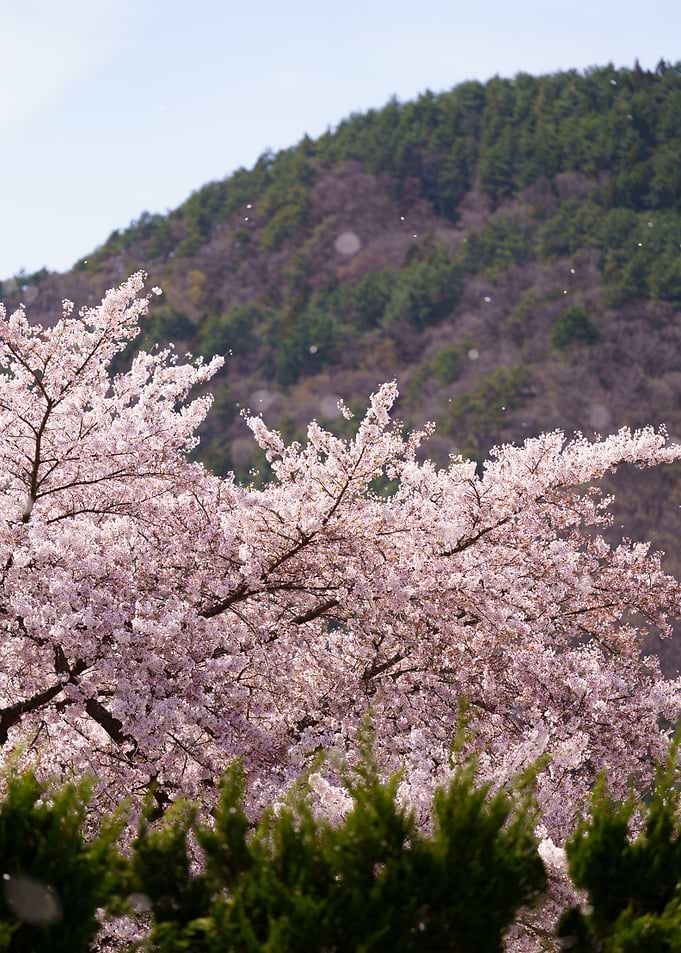 Cherry Blossoms Against Mountain Backdrop