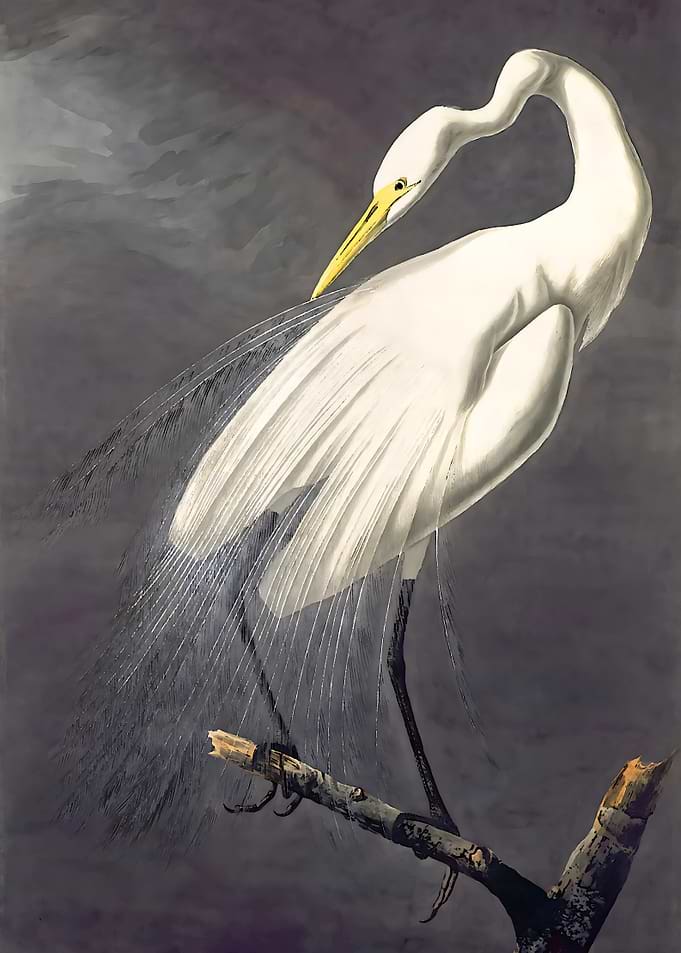 Great White Egret - John James Audubon