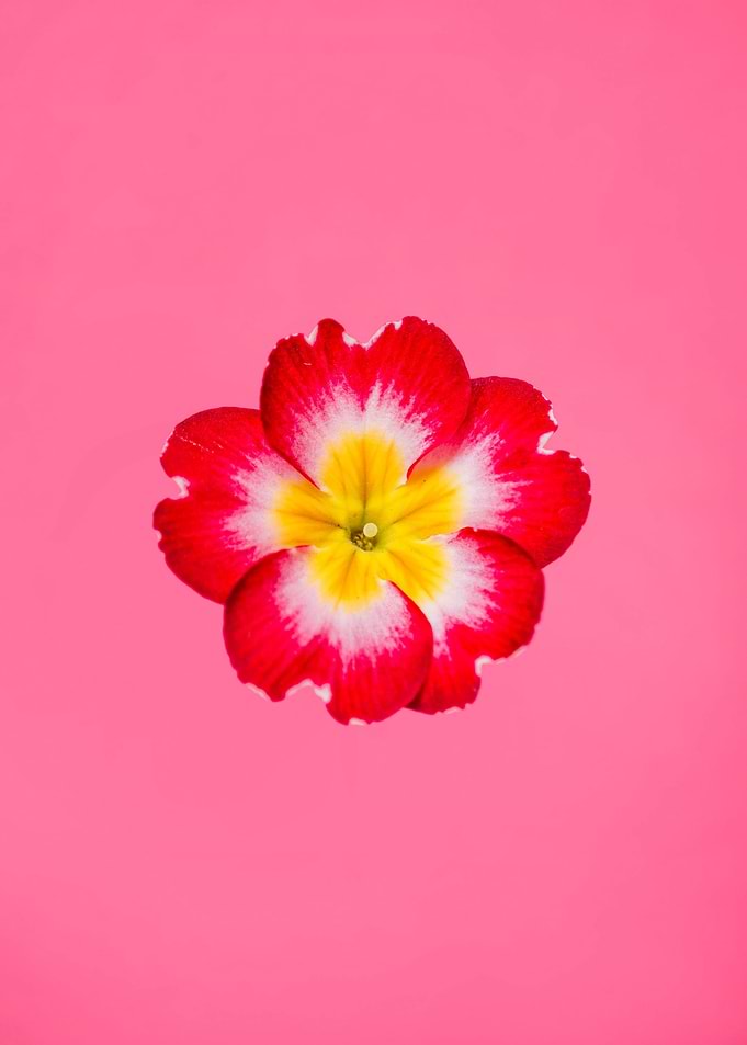 Vibrant Primrose on Pink Background