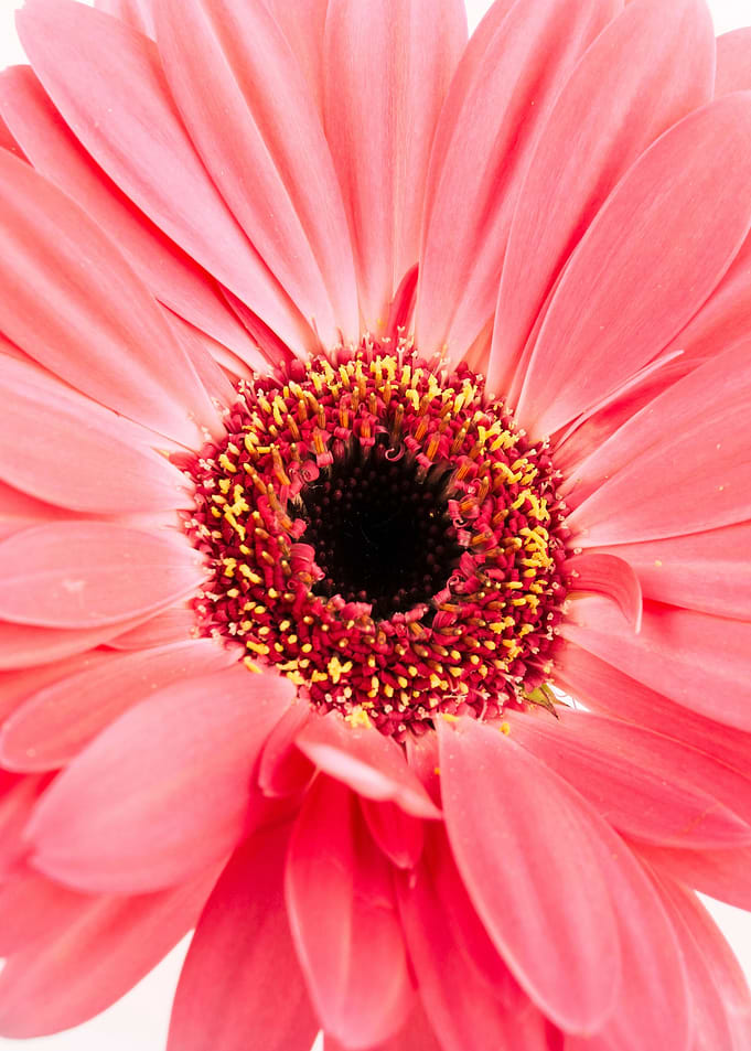 Macro Close-up of Pink Gerbera Daisy
