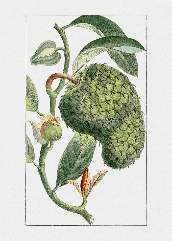 Vintage Botanical Illustration of Soursop Fruit