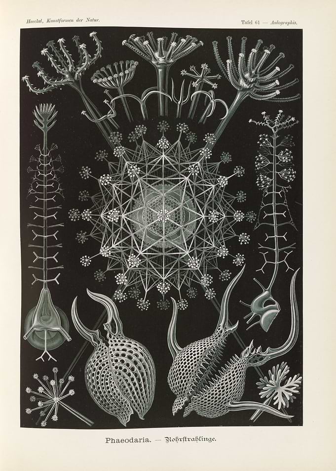 Ernst Haeckel Phaeodaria Scientific Illustration