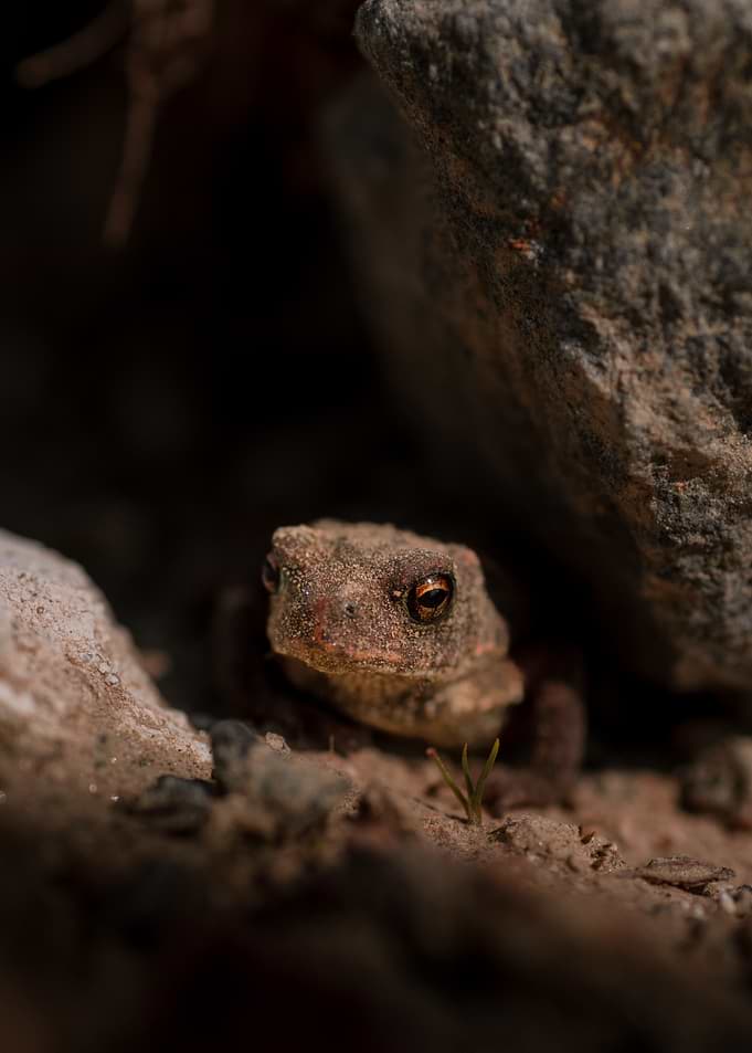 Small Toad Hiding