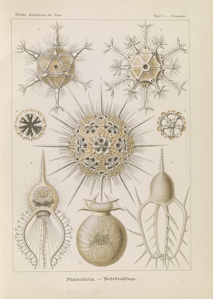 Ernst Haeckel Phaeodaria Scientific Illustration