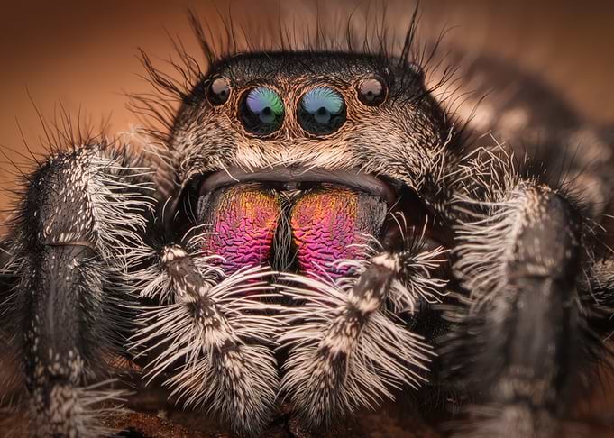 Extreme Macro Portrait of Jumping Spider