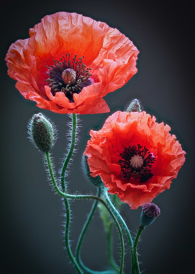 Vibrant Red Poppy Flowers