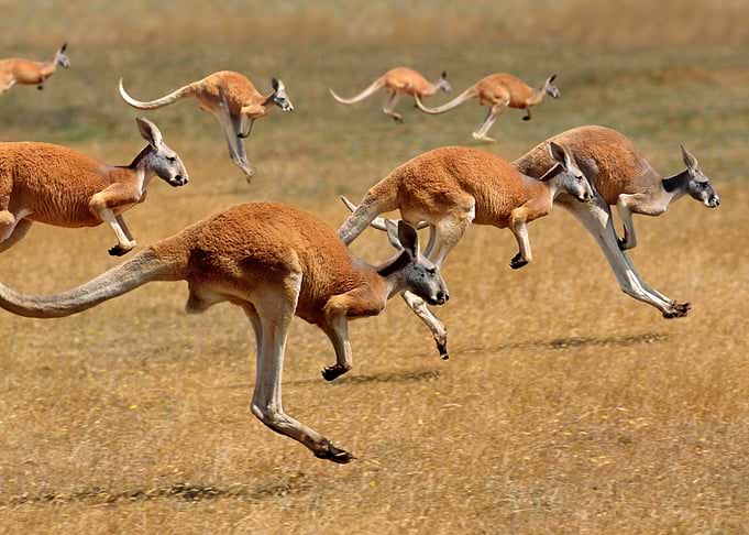 Group of Kangaroos Leaping in Outback