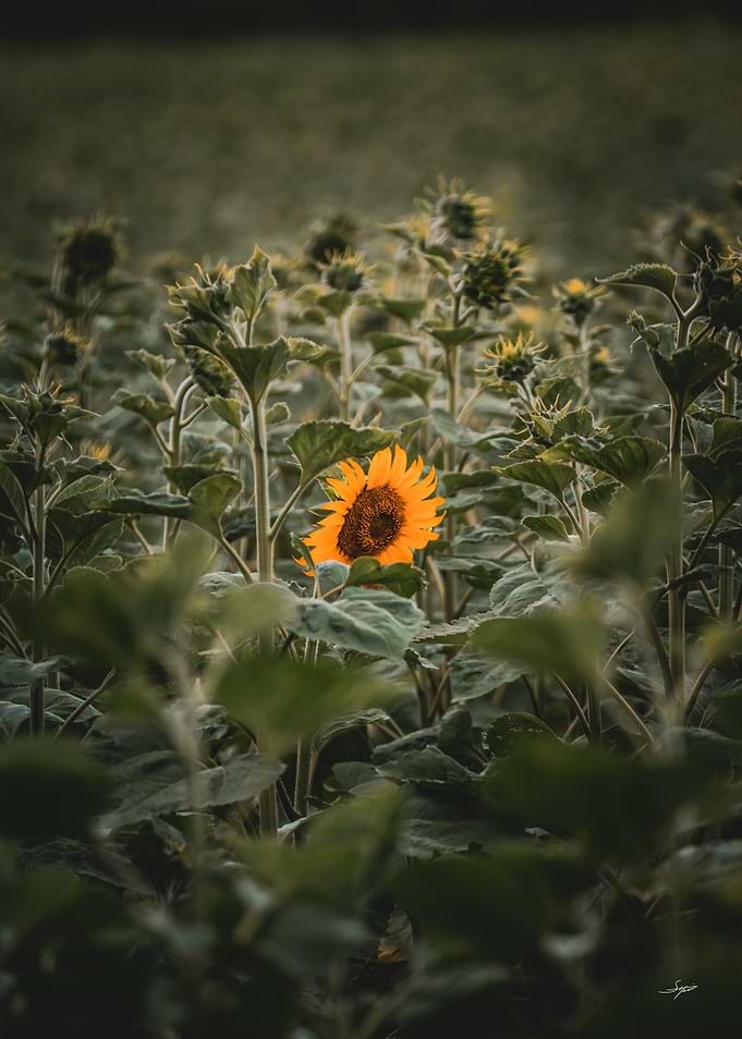 Lonely