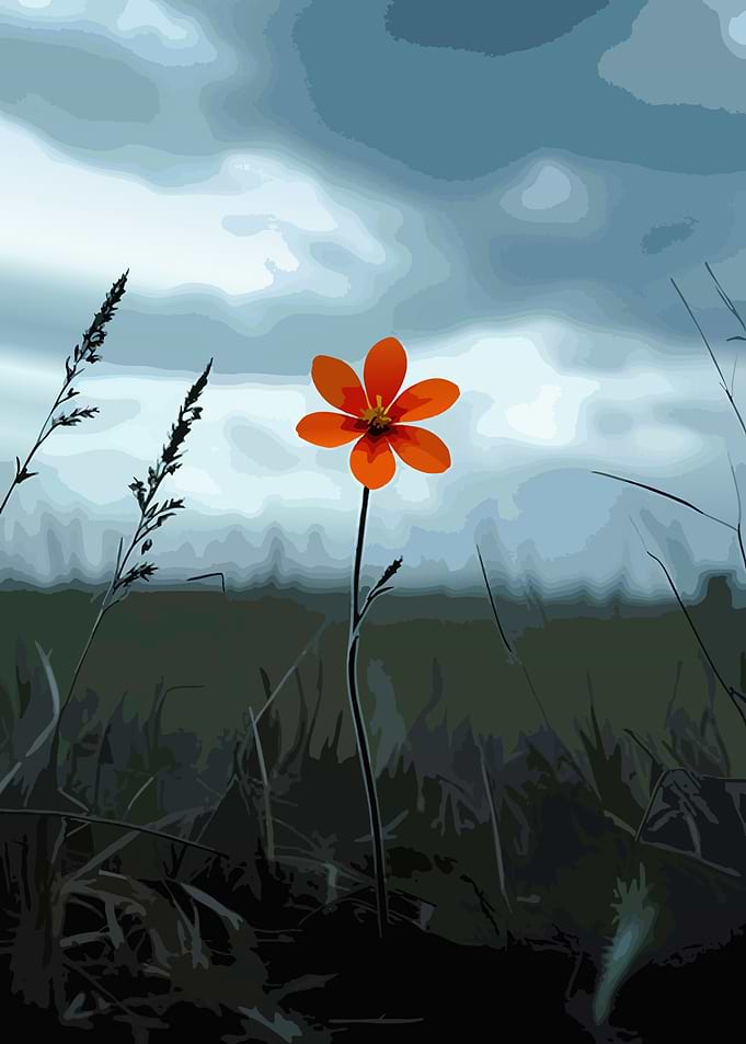 Single Orange Flower Under Stormy Sky
