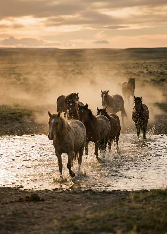 Wild Horses Crossing a River
