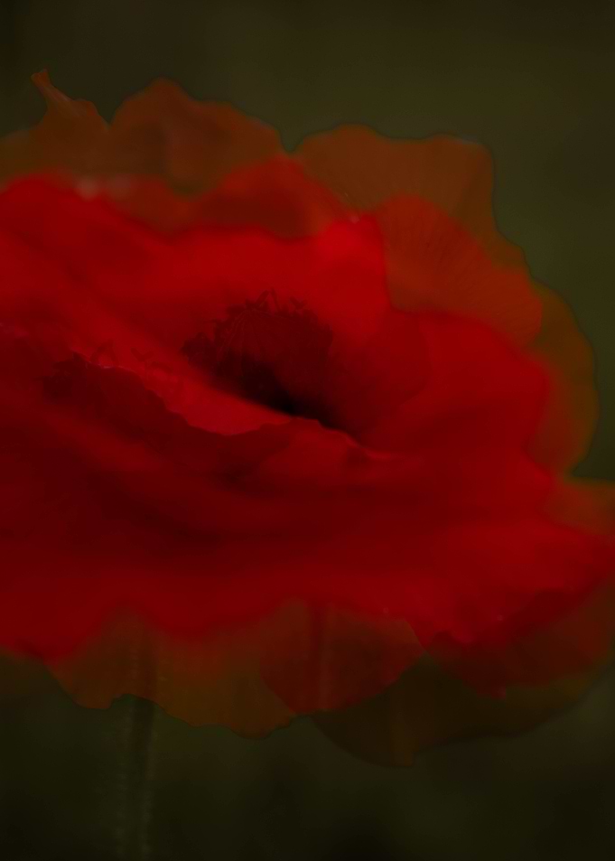 Moody Red Poppy Flower