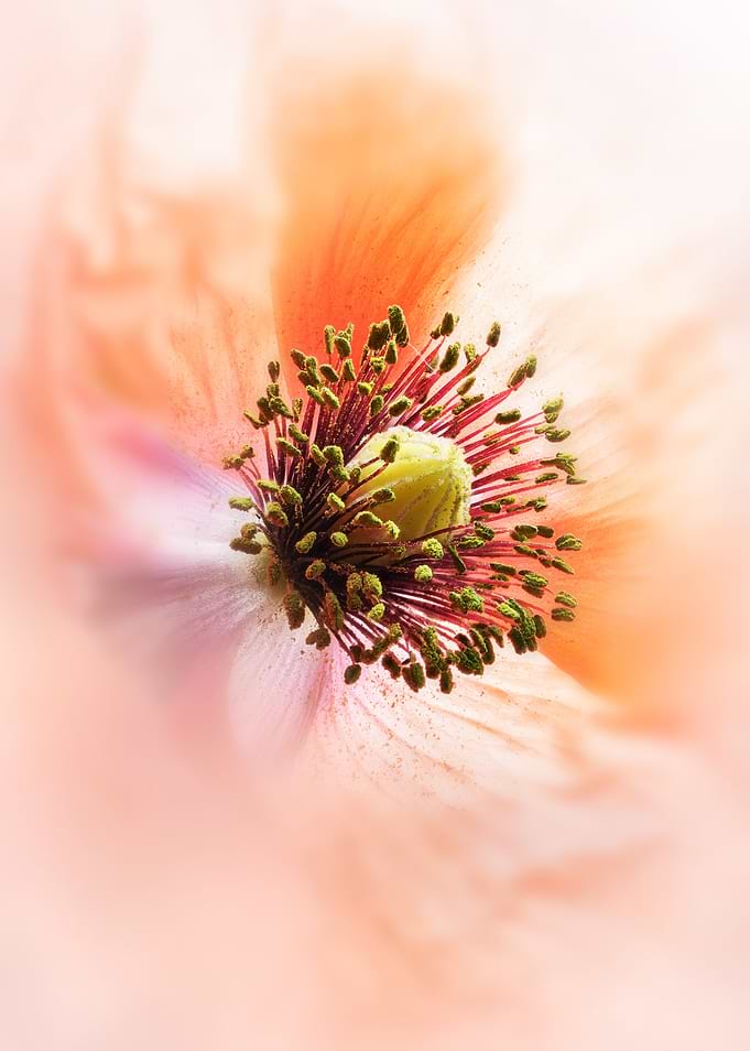 Soft Peach Poppy Flower Macro