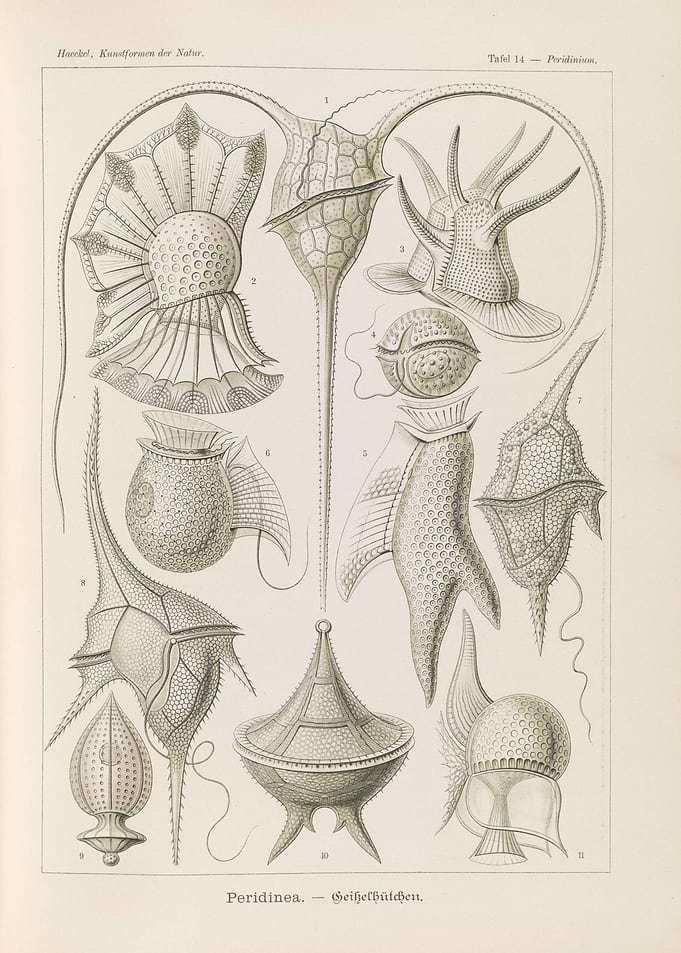 Ernst Haeckel Peridinea Scientific Illustration