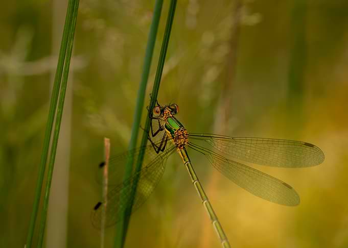 Green Damselfly on Grass Stem