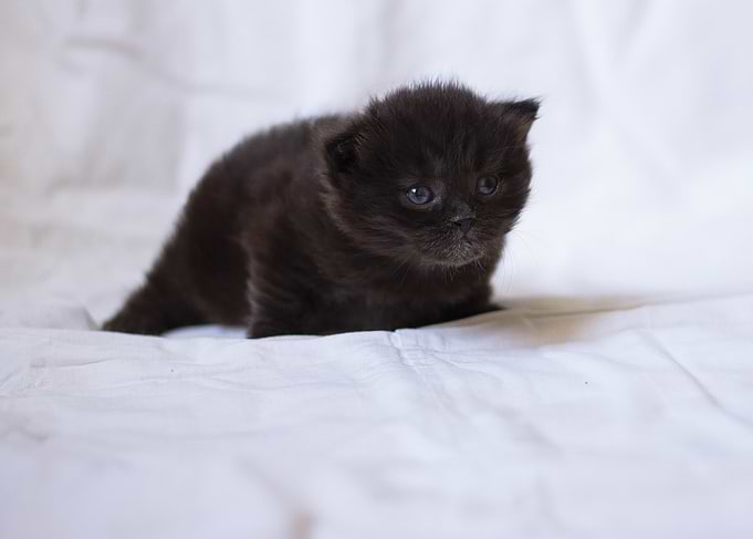 Tiny Fluffy Black Kitten
