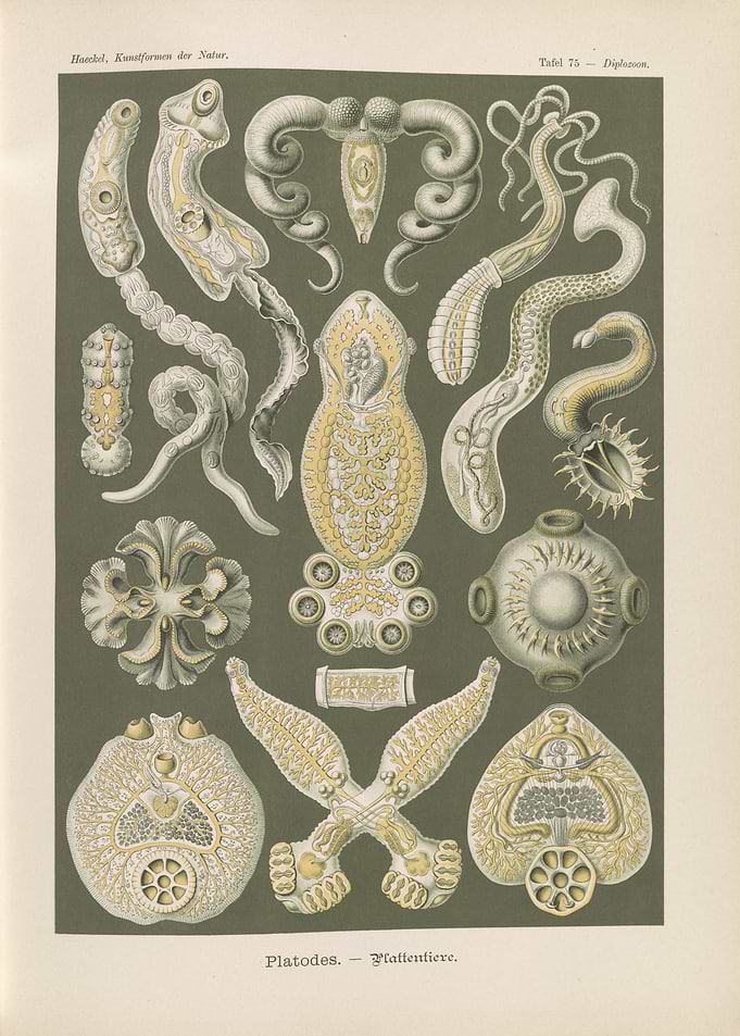 Ernst Haeckel Platodes Flatworms Illustration