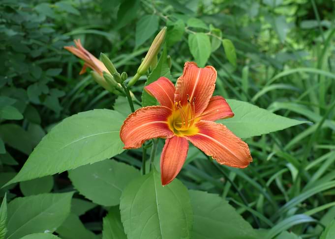 Vibrant Orange Daylily in Garden
