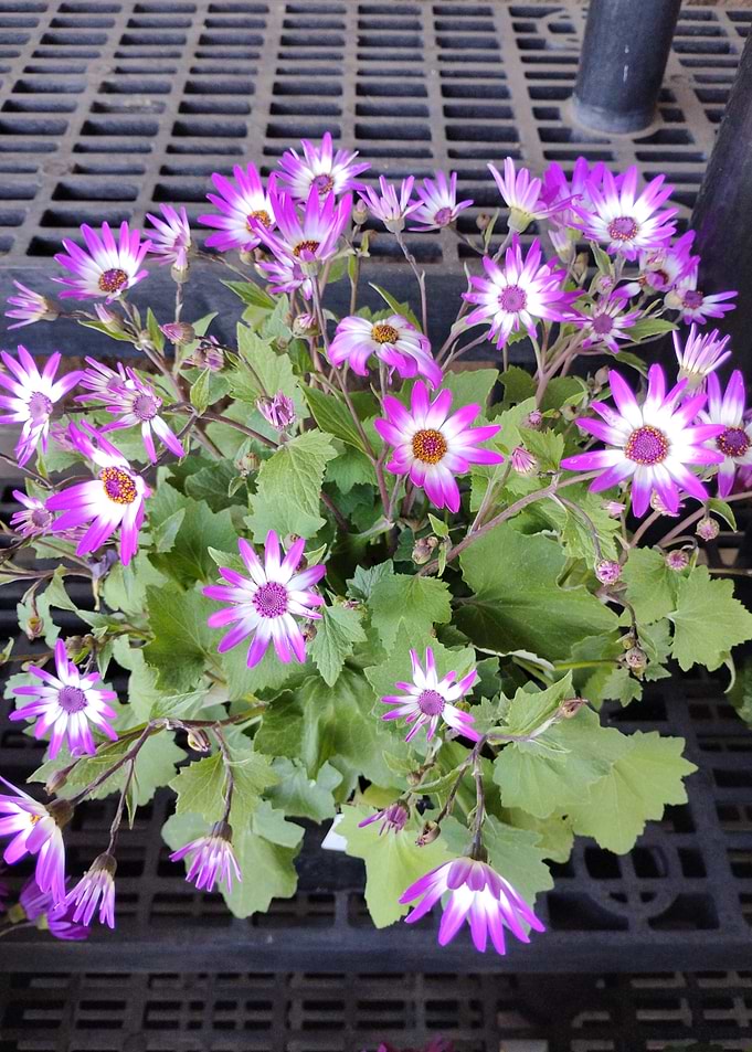 Vibrant Purple and White Cineraria Flowers