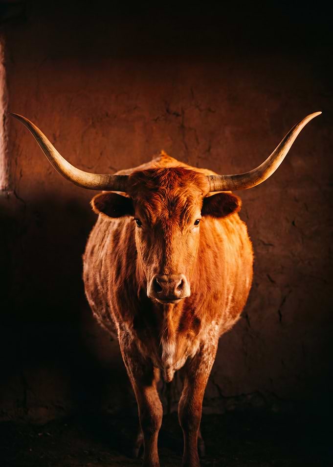 Majestic Texas Longhorn Portrait