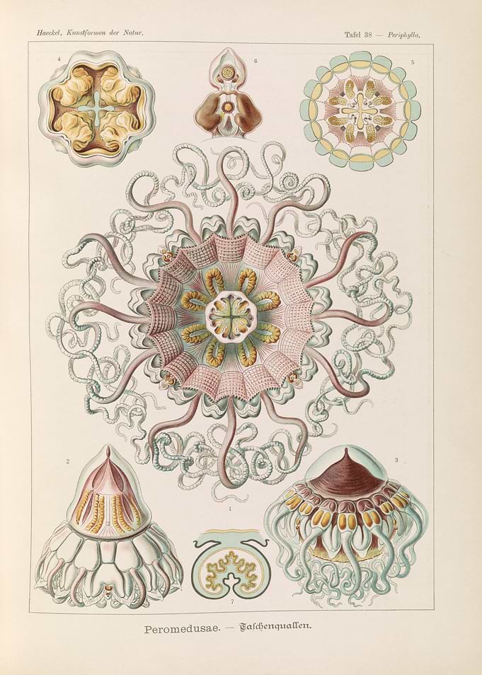 Ernst Haeckel Peromedusae Jellyfish Illustration