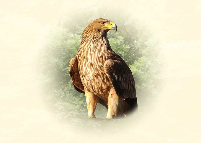 Majestic Golden Eagle Portrait