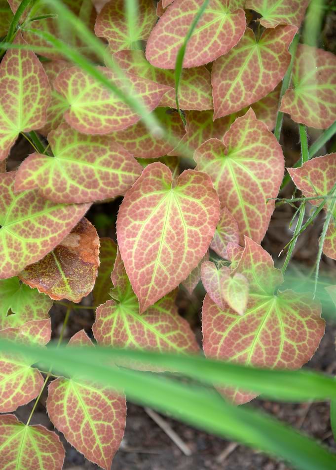 Variegated Heart-Shaped Epimedium Leaves