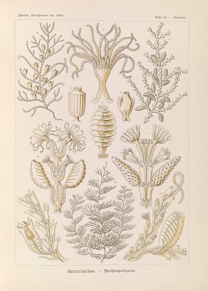 Ernst Haeckel Sertulariae Biological Illustration