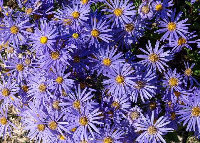 Vibrant Purple Aster Flower Cluster