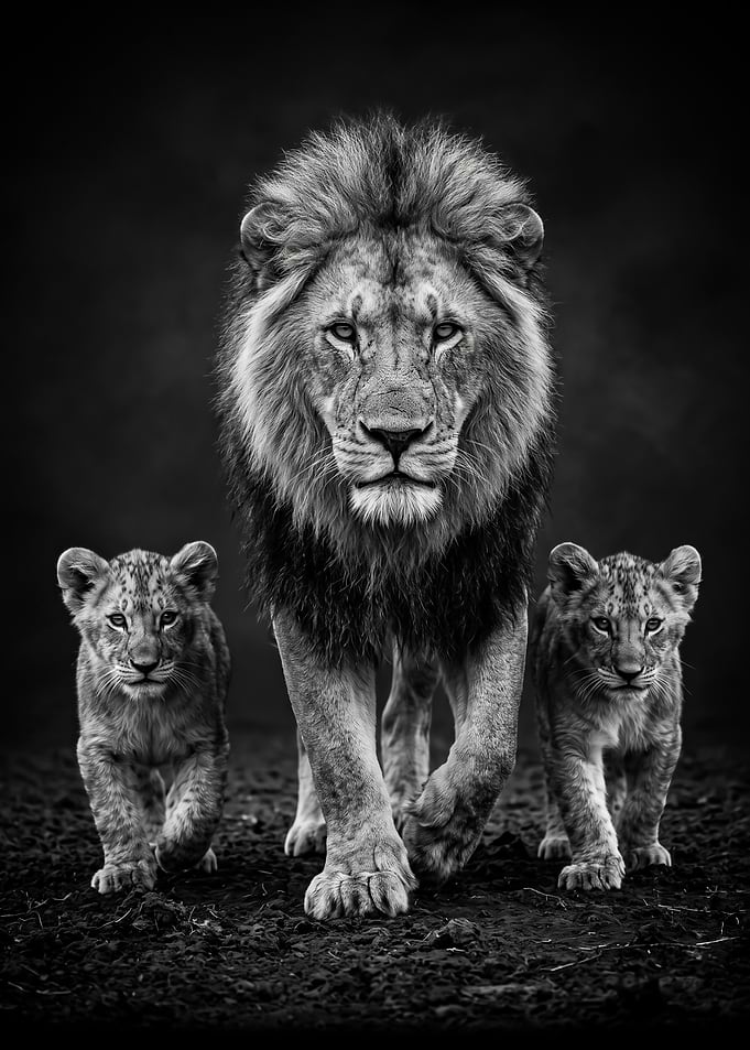 wild Majestic Lion and Two Cubs black and white poster