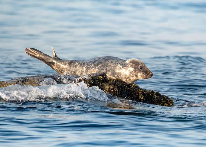 Grey Seal