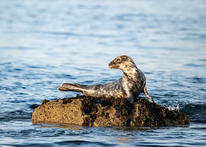 Grey Seal