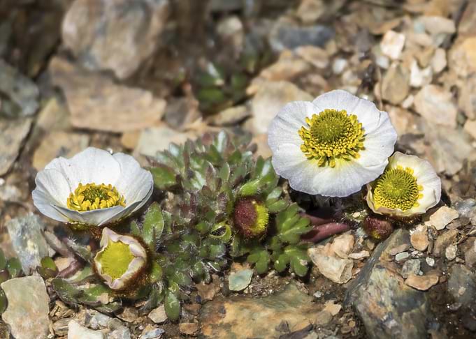 Alpine Ranunculus Flowers in Rocky Soil