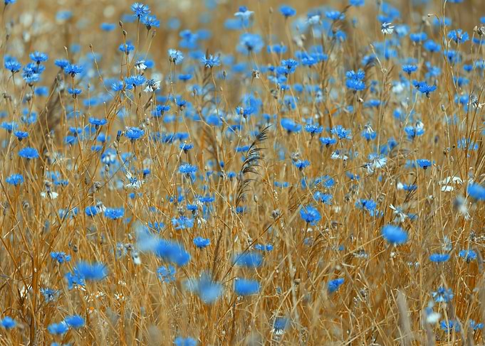 Vibrant Blue Cornflowers in Golden Field