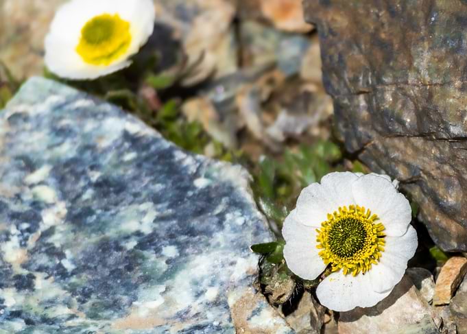Alpine Glacier Buttercup (Ranunculus glacialis) Among Rocks