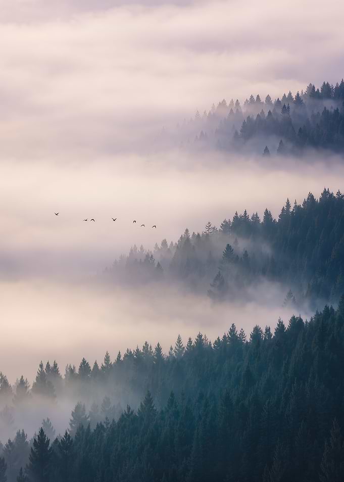 Misty Pine Forest at Dawn, Foggy Mountain Trees Landscape