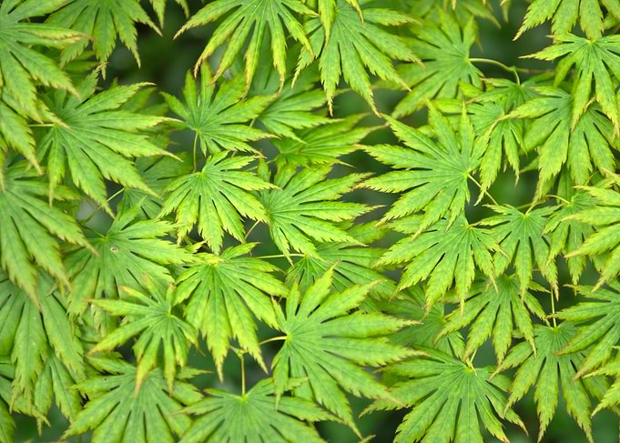 Vibrant Green Japanese Maple Leaves