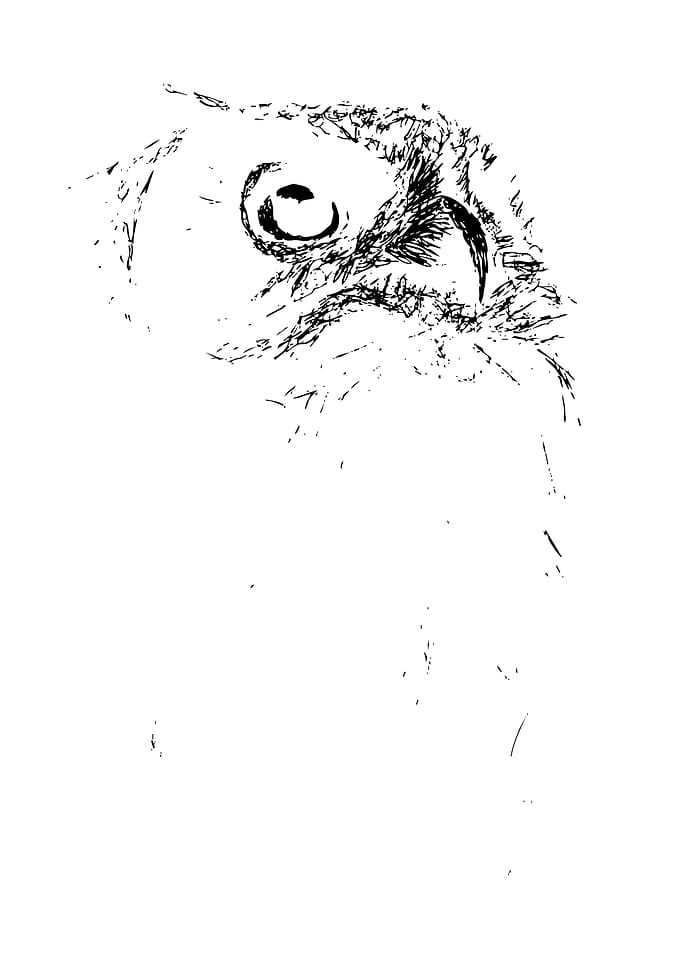 Minimalist Sketch of an Owl