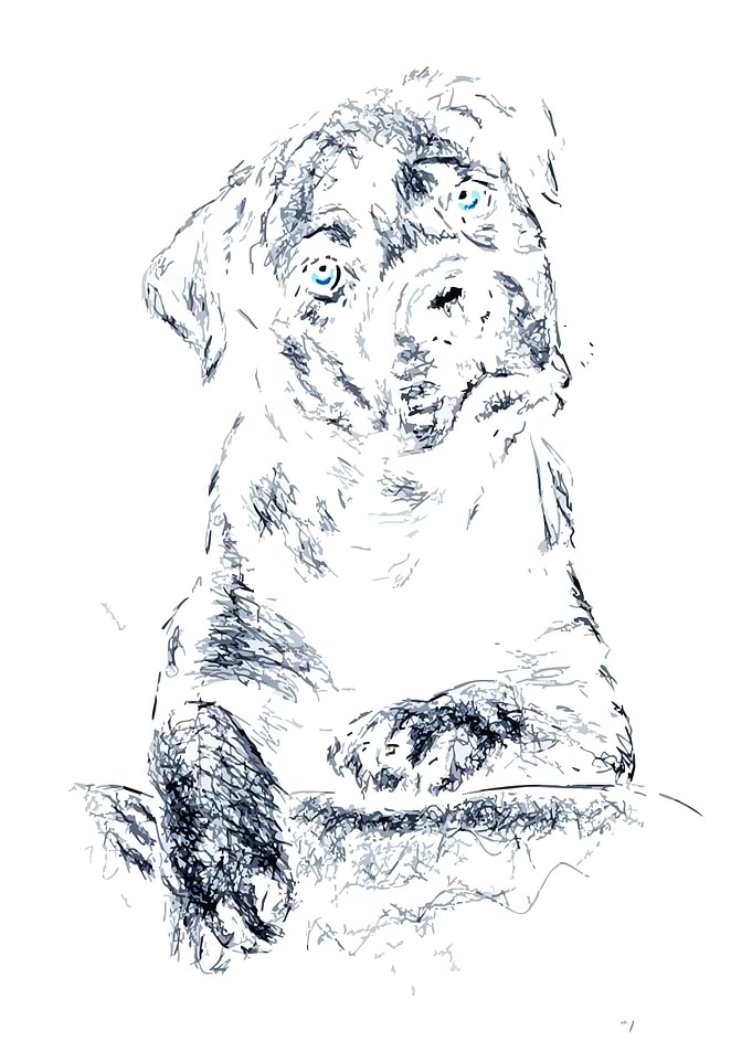 Sketch of a Puppy