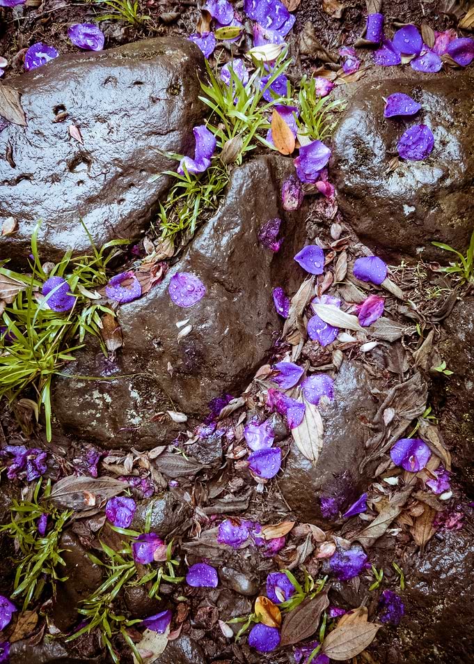 Purple Petals on Wet Stones