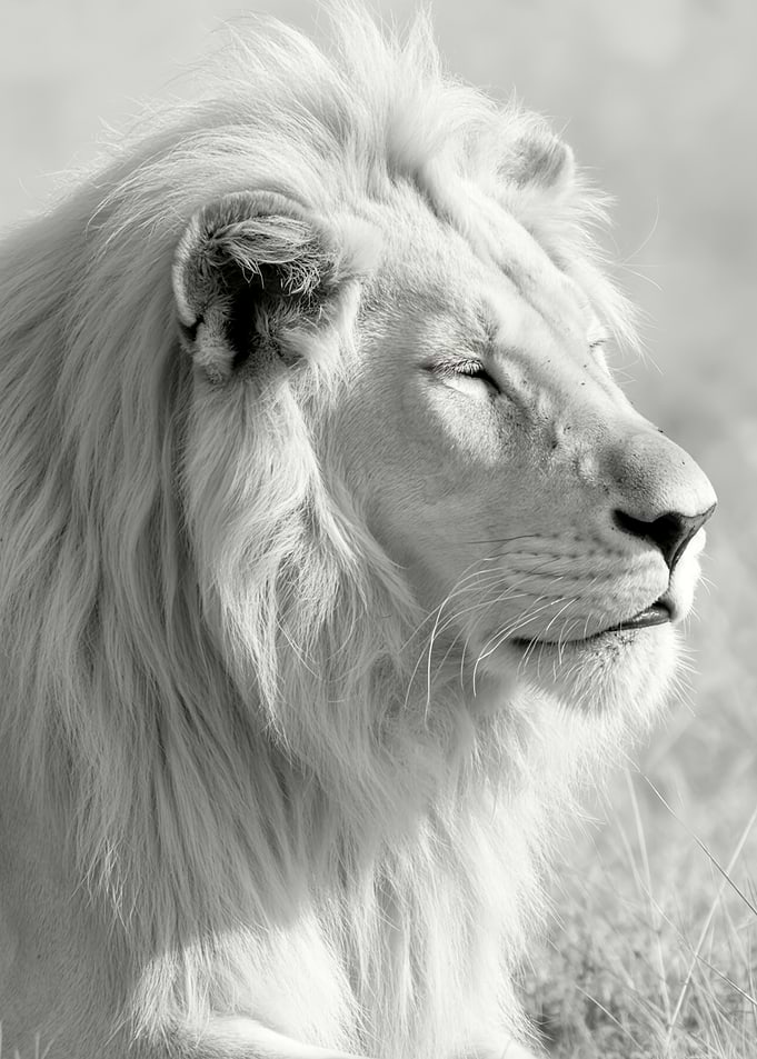 Peaceful White Lion Portrait in Timeless Monochrome