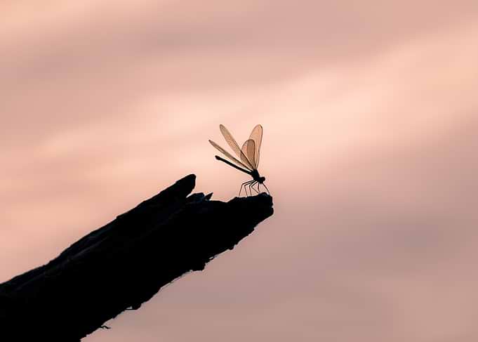 Morning’s Shadow