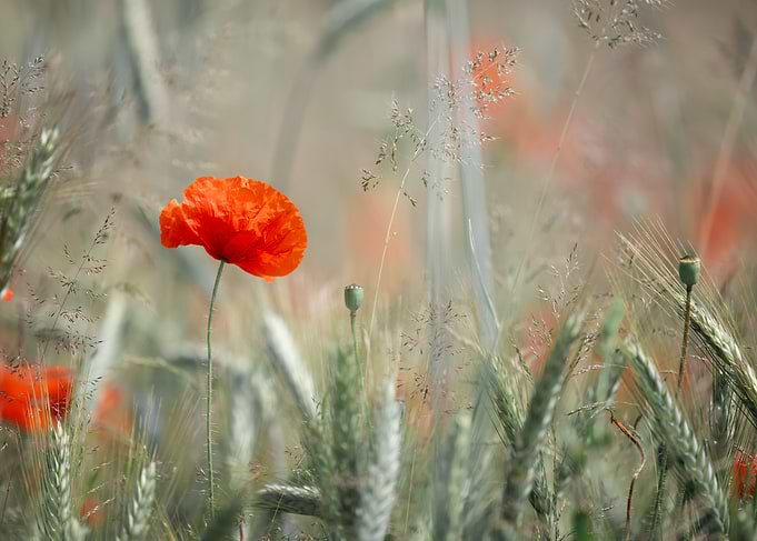 Single Red Poppy in Wheat Field