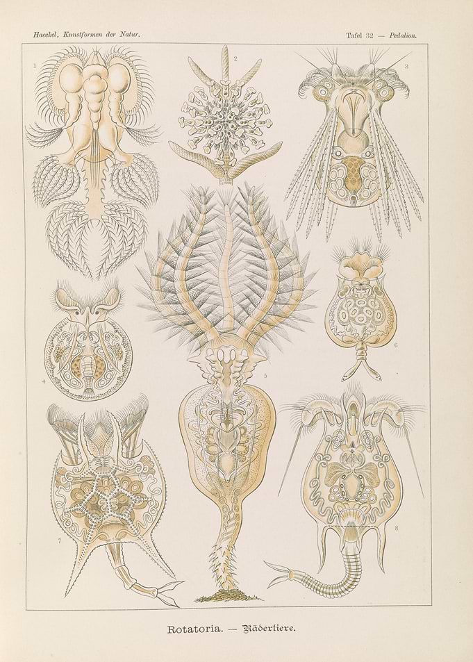 Ernst Haeckel Rotatoria Scientific Illustration