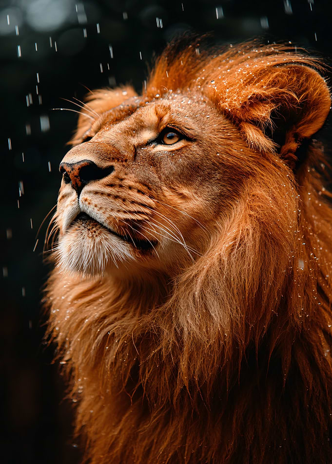 Majestic Lion in the Rain