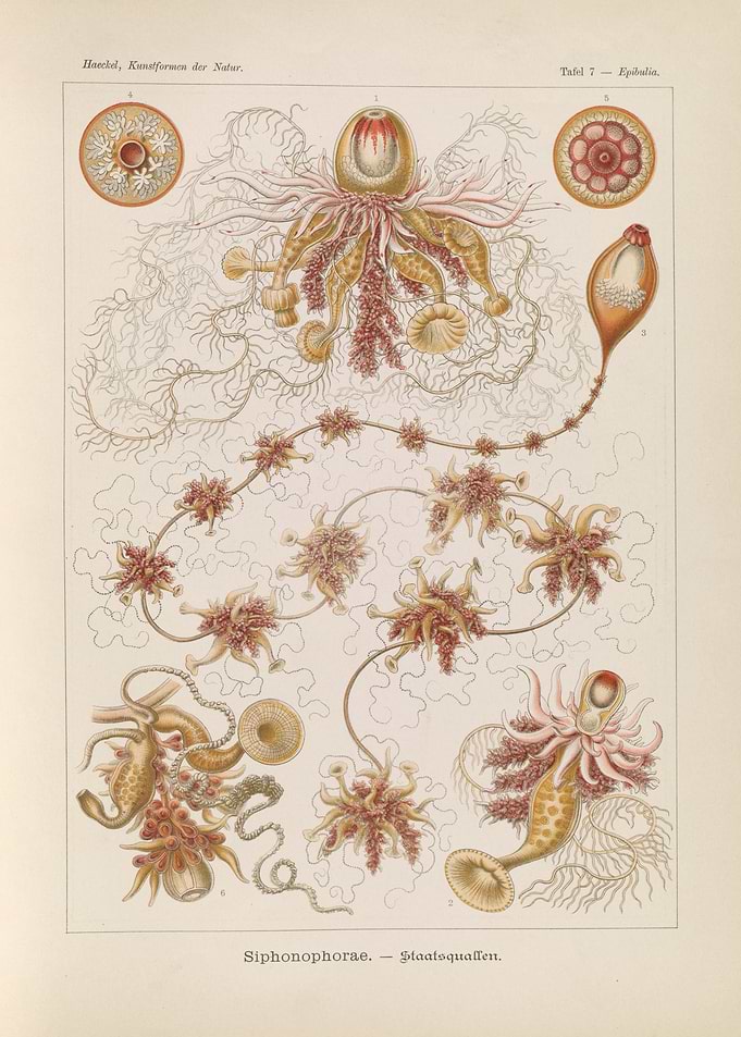 Ernst Haeckel Siphonophorae Scientific Illustration