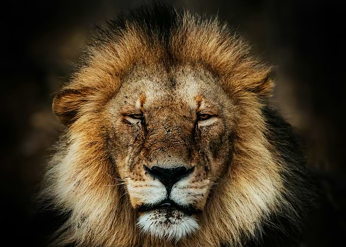 Majestic Male Lion Portrait