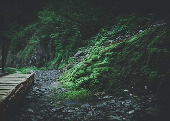 Mossy Forest Path and Wooden Bridge