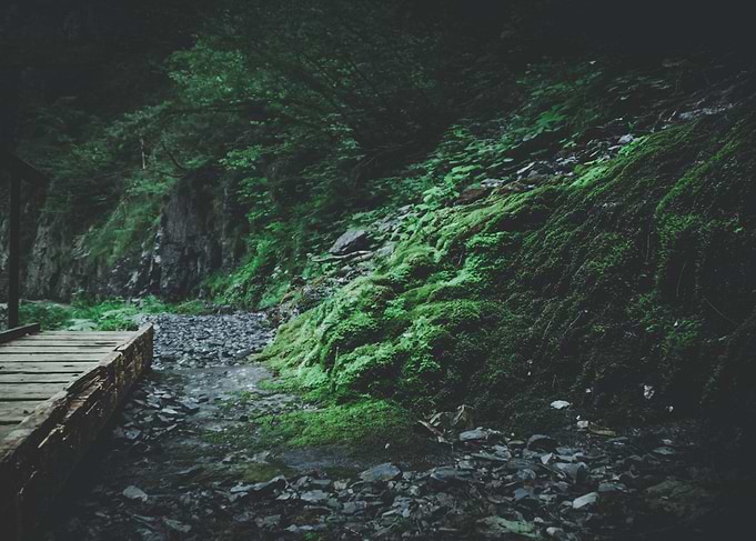 Mossy Forest Path and Wooden Bridge