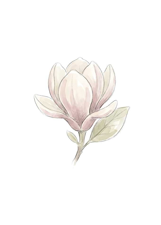 Soft Watercolor Magnolia Flower Illustration